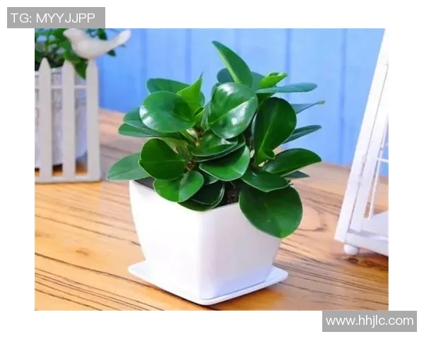 盆栽的魅力与养护技巧：让绿色生活点亮每个角落的秘密